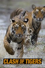 Clash of Tigers